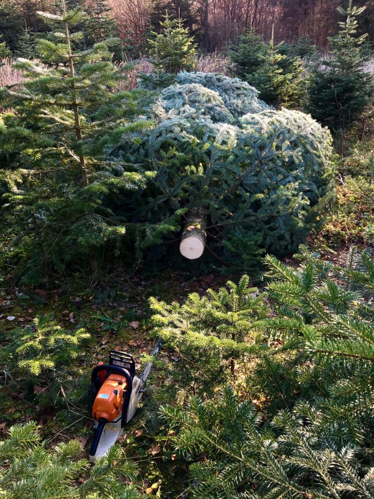 Christbaum abgeschnitten