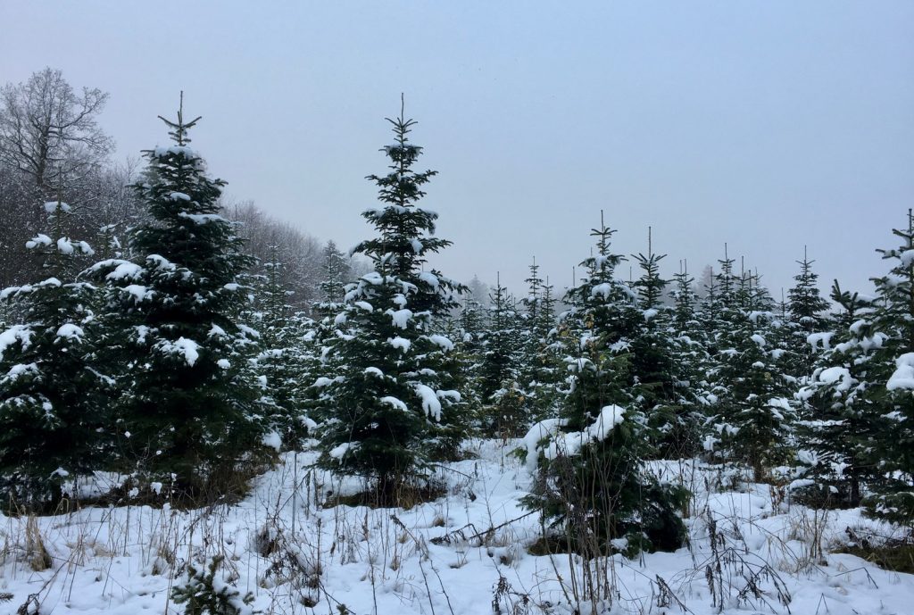 Verschneite Christbäume