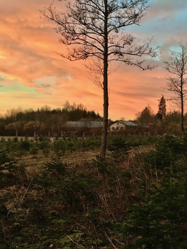 Christbaum Kultur in Schlag Oberpframmern beim Sonnenuntergang