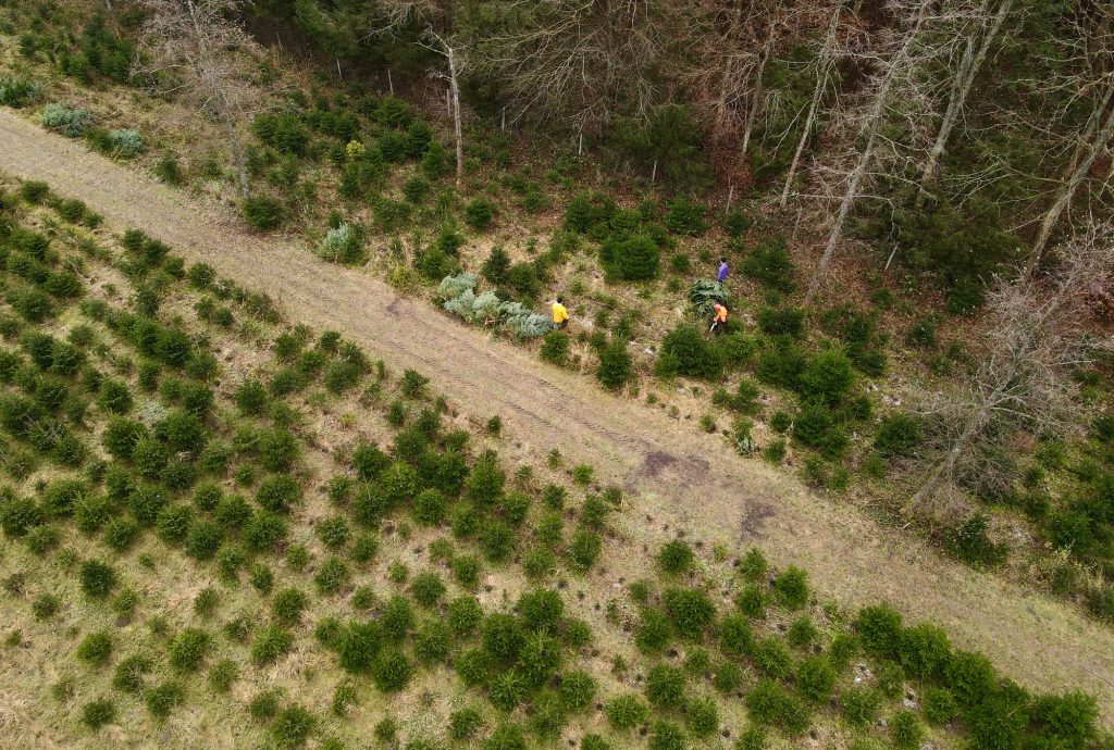 Christbaum Kultur von oben