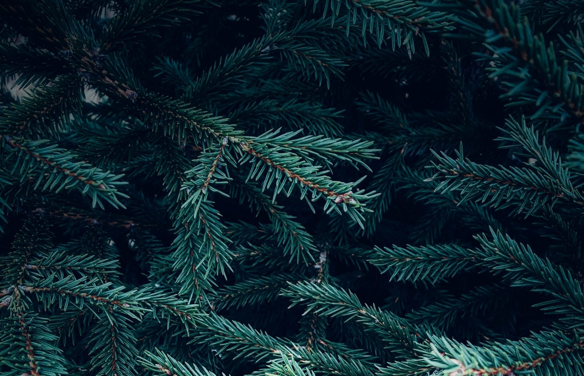 Tannenzweige Nahaufnahme