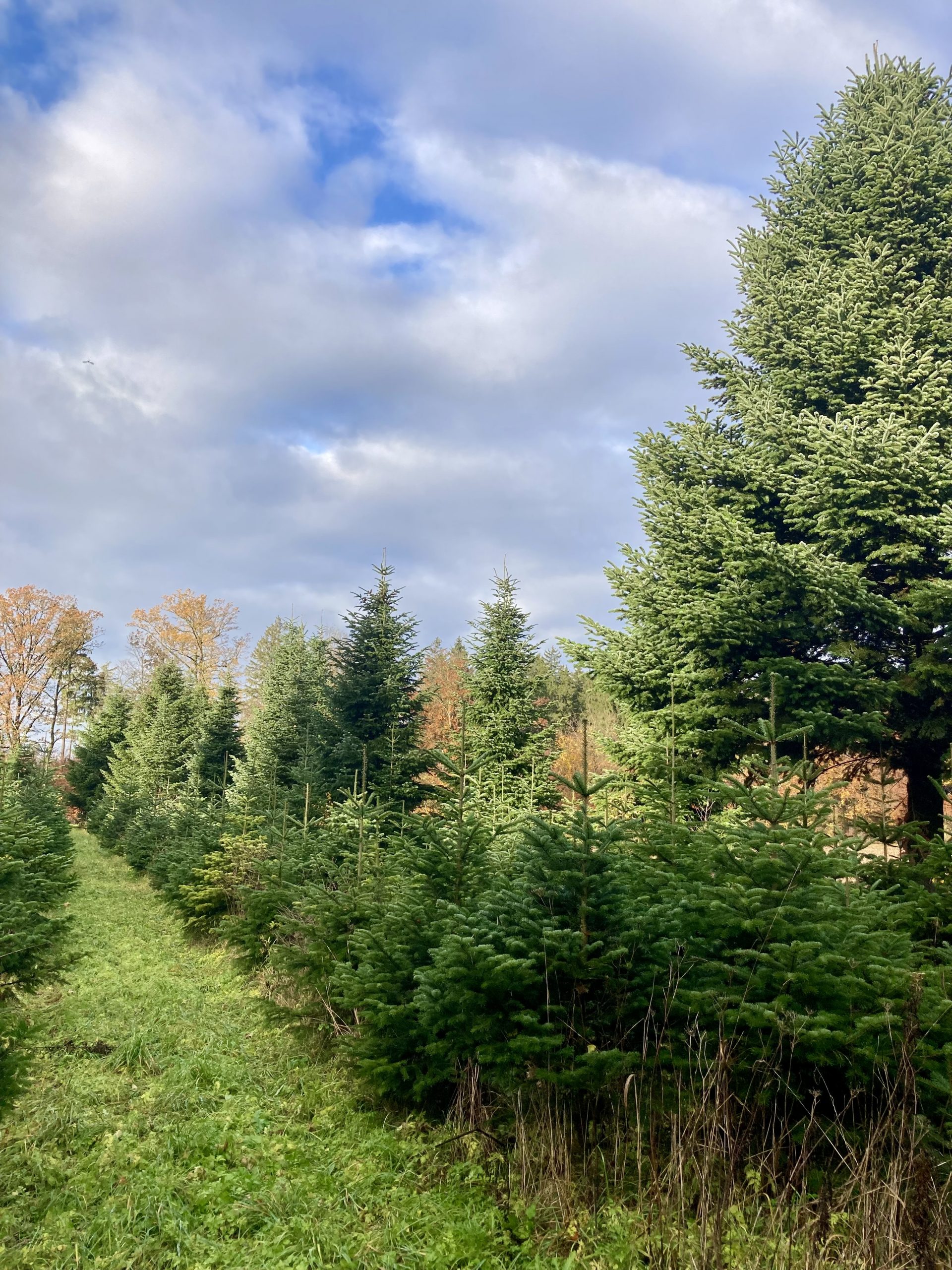 Nobilistannen, Koreatannen & Coloradotannen