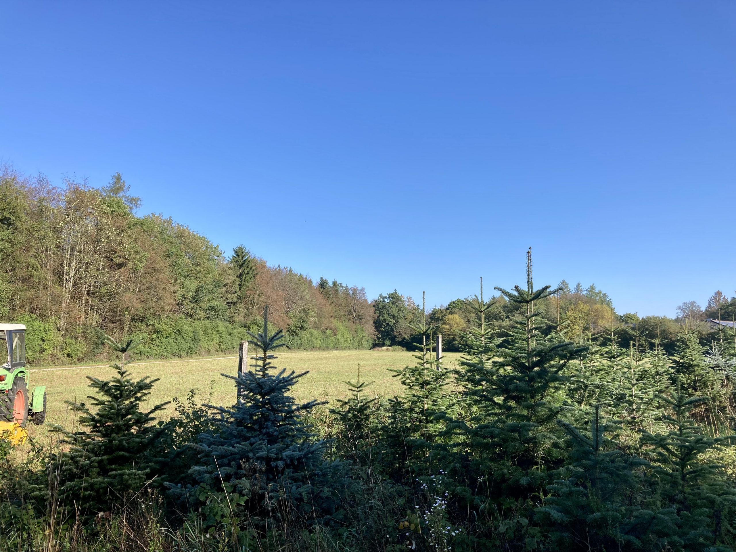 Nobilistannen, Koreatannen & Coloradotannen