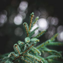 Nahaufnahme eines Tannenbaumes