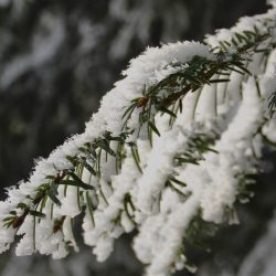 Tannenzweig mit Schnee